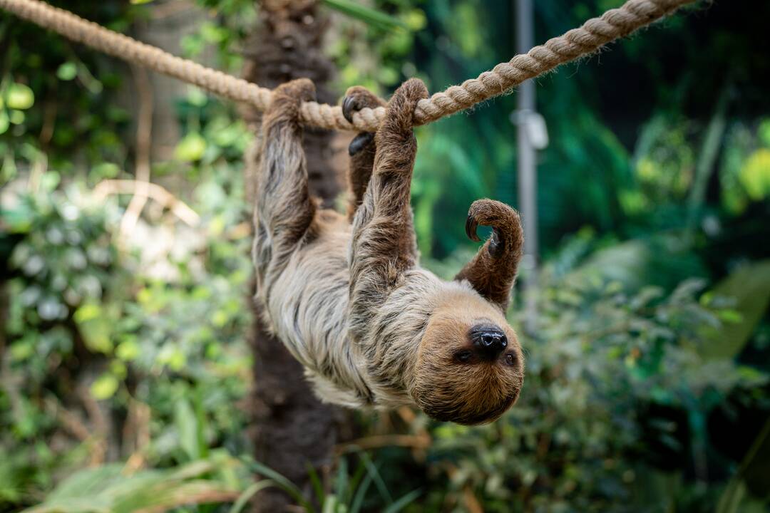 Lietuvos zoologijos sode – naujokas tinginys