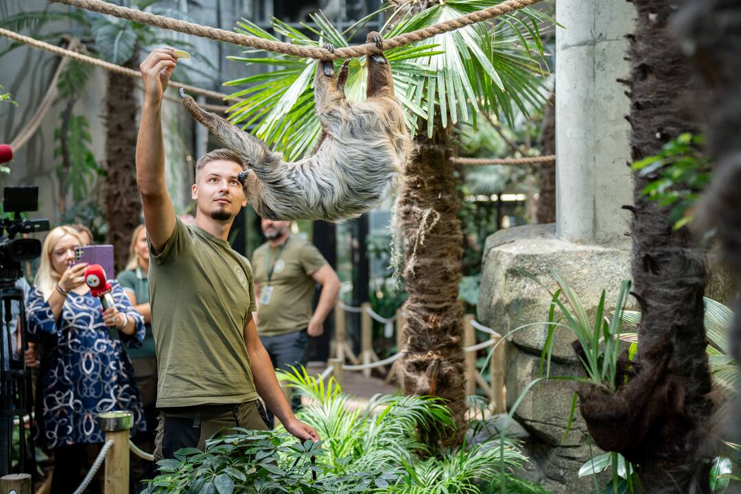 Lietuvos zoologijos sode – naujokas tinginys
