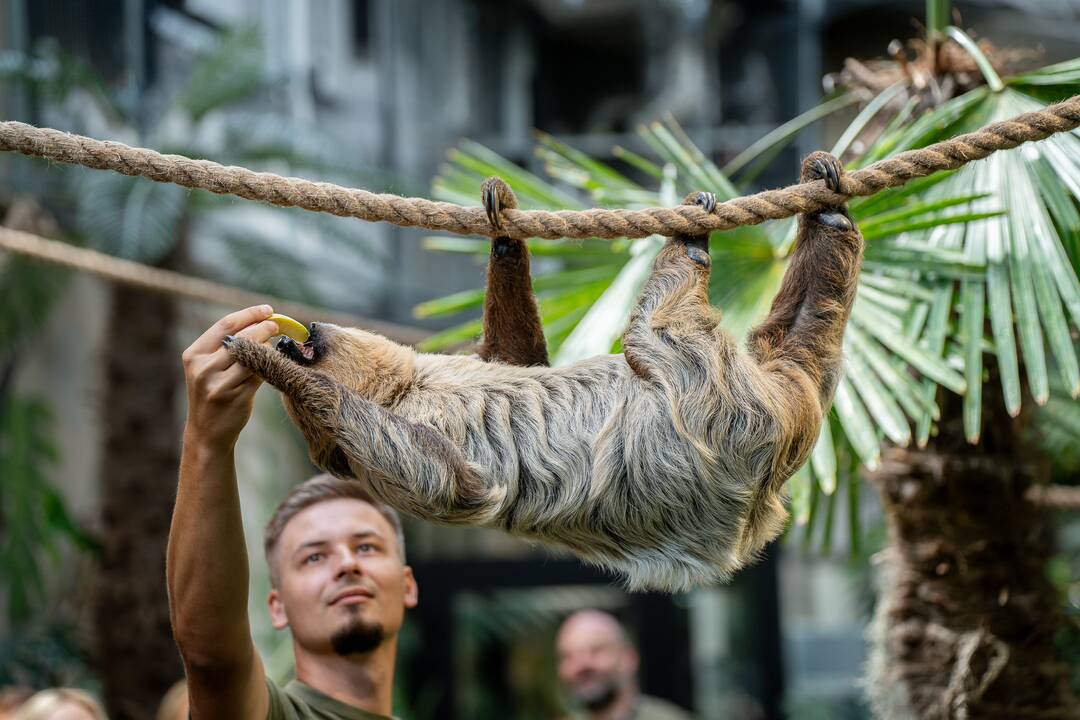 Lietuvos zoologijos sode – naujokas tinginys
