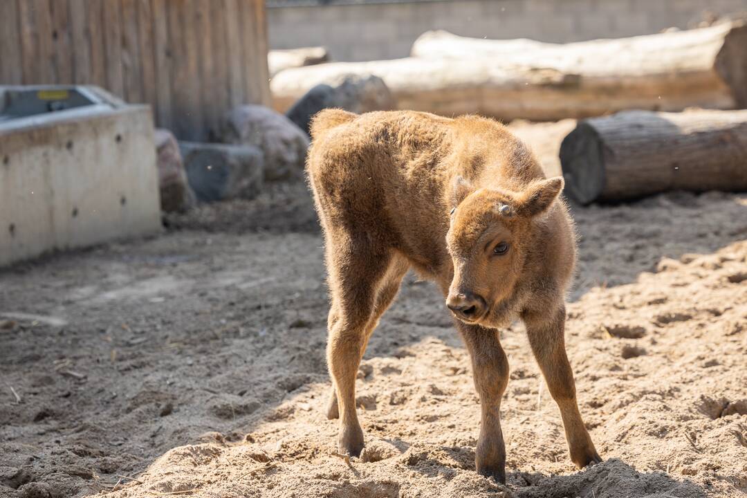 Zoologijos sode pristatytas stumbriukas