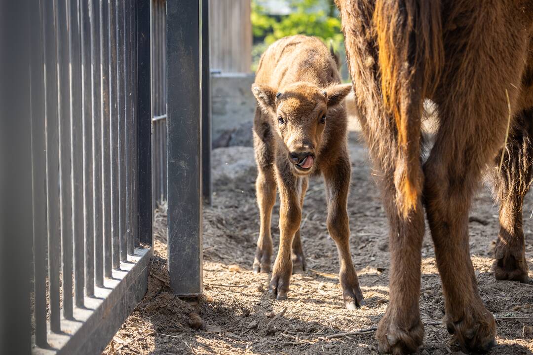 Zoologijos sode pristatytas stumbriukas