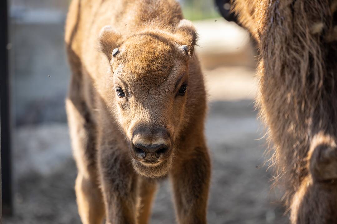 Zoologijos sode pristatytas stumbriukas