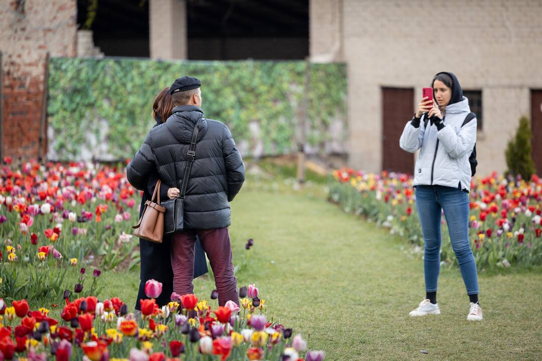 Botaninės naktys - Tas nuostabus Čiurlionio pasaulis 