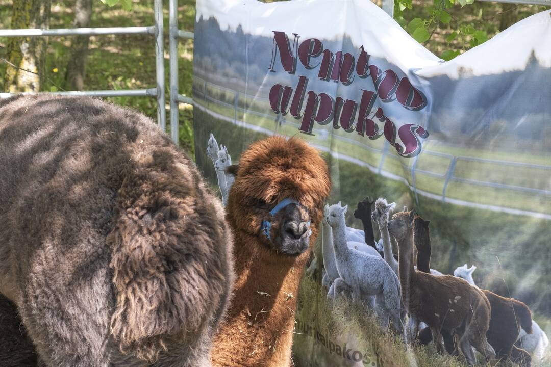 Kalniečių parke - šeimų savaitgalis su augintiniais