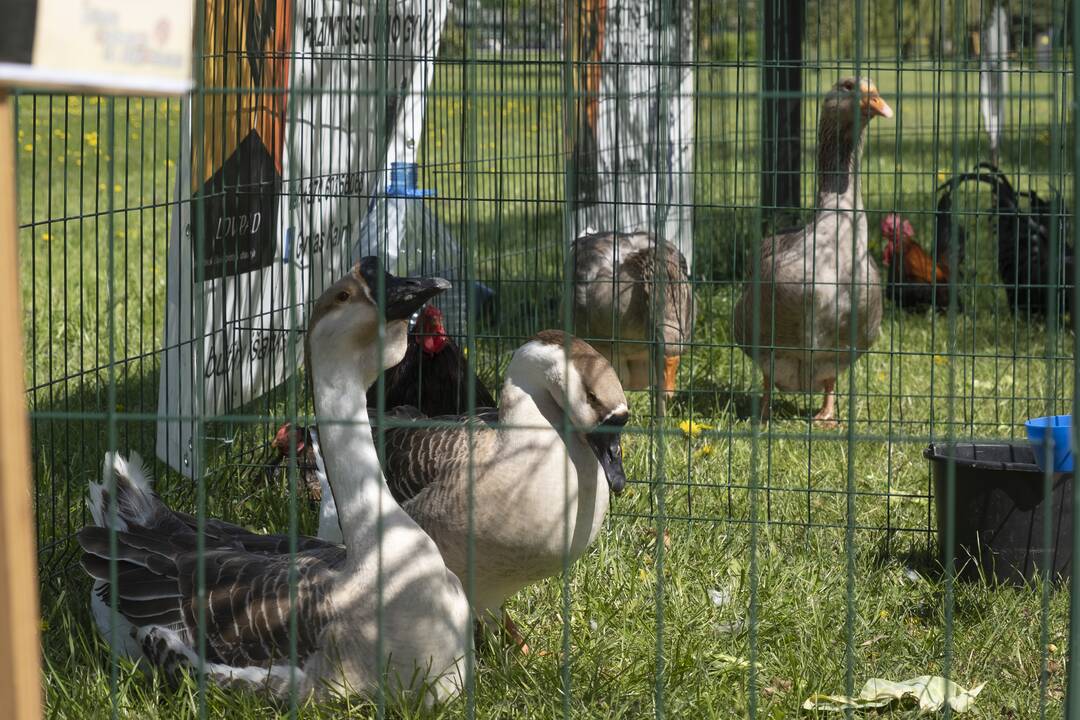 Kalniečių parke - šeimų savaitgalis su augintiniais