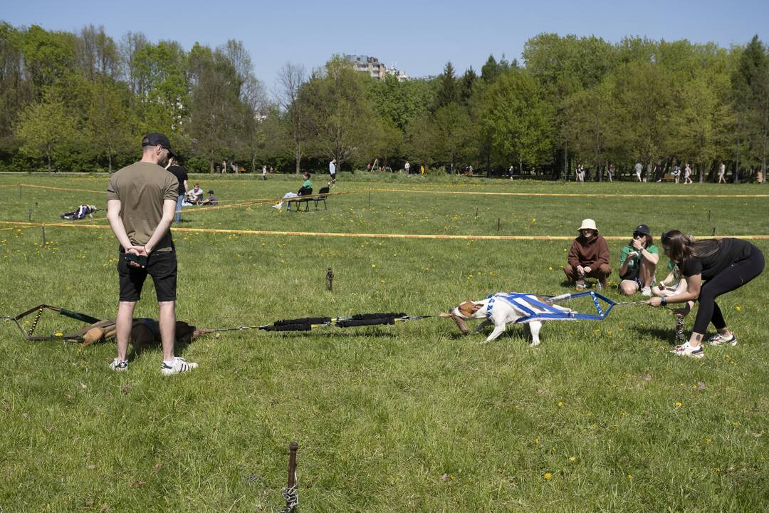Kalniečių parke - šeimų savaitgalis su augintiniais