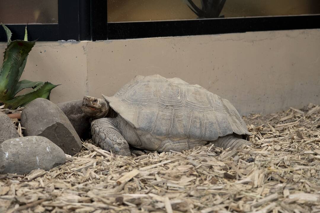 Lietuvos Zoologijos sodo atidarymas