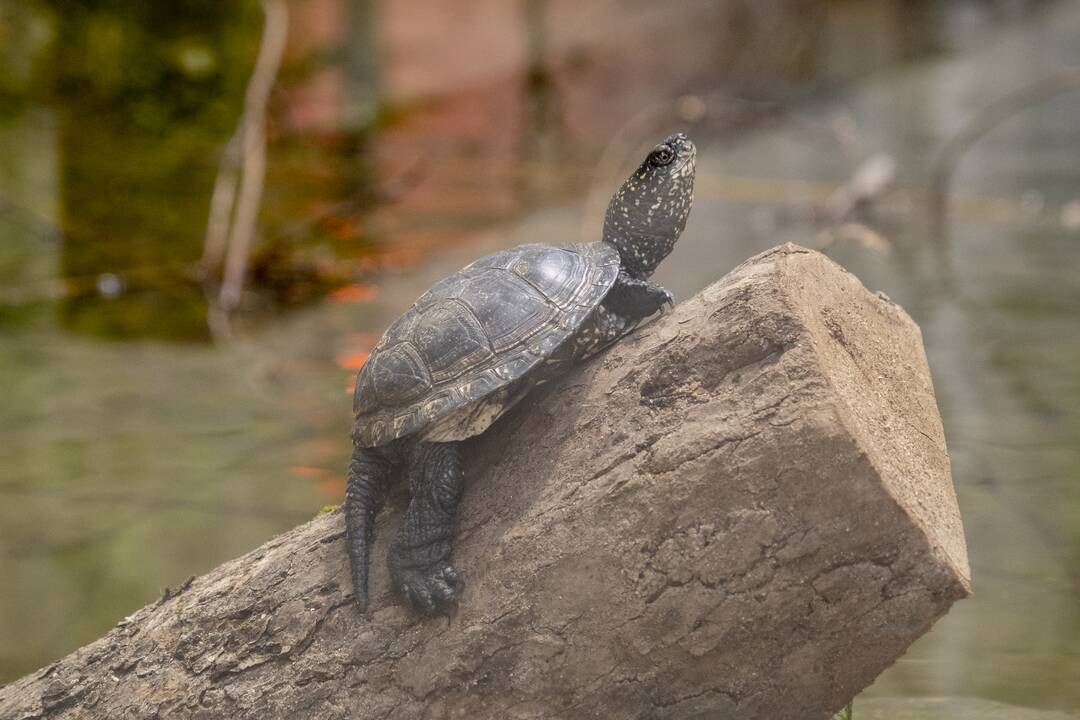 Lietuvos Zoologijos sodo atidarymas