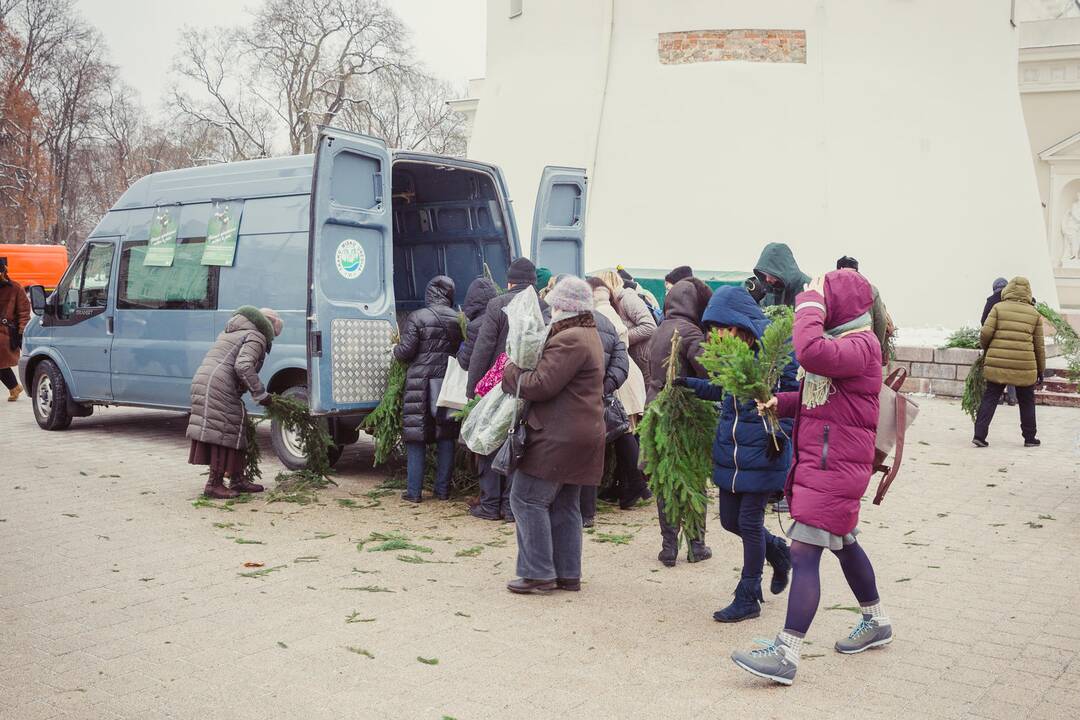 Miškininkai dalino eglių šakas