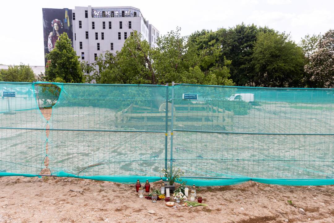Rinktinės gatvėje pjaustomas nukirstas ąžuolas