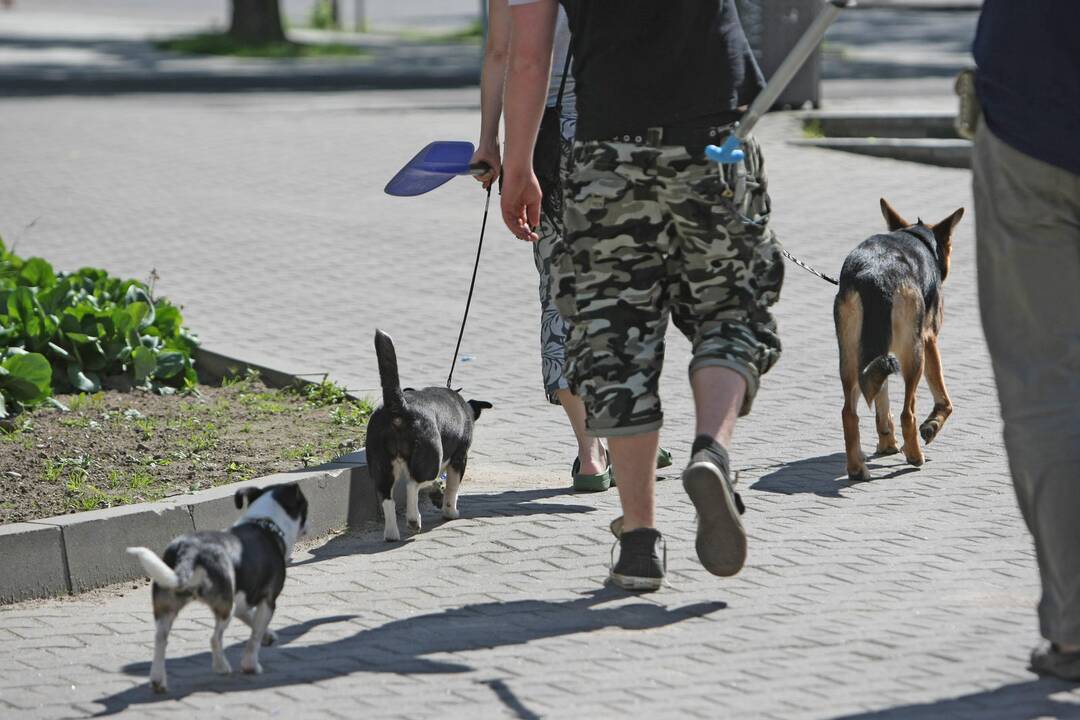 Vilniaus valdžia svarsto atsisakyti mokesčio už šunis ir kates