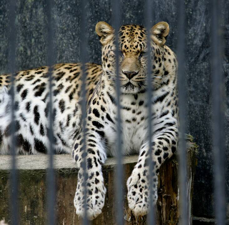 Lietuvos zoologijos sodų gyventojams – ypatingas dėmesys