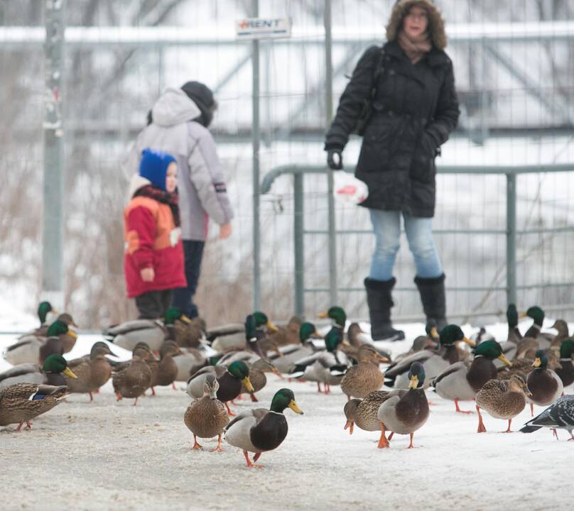 Savaitės orai: iškeliaujant sausiui spustels šaltukas