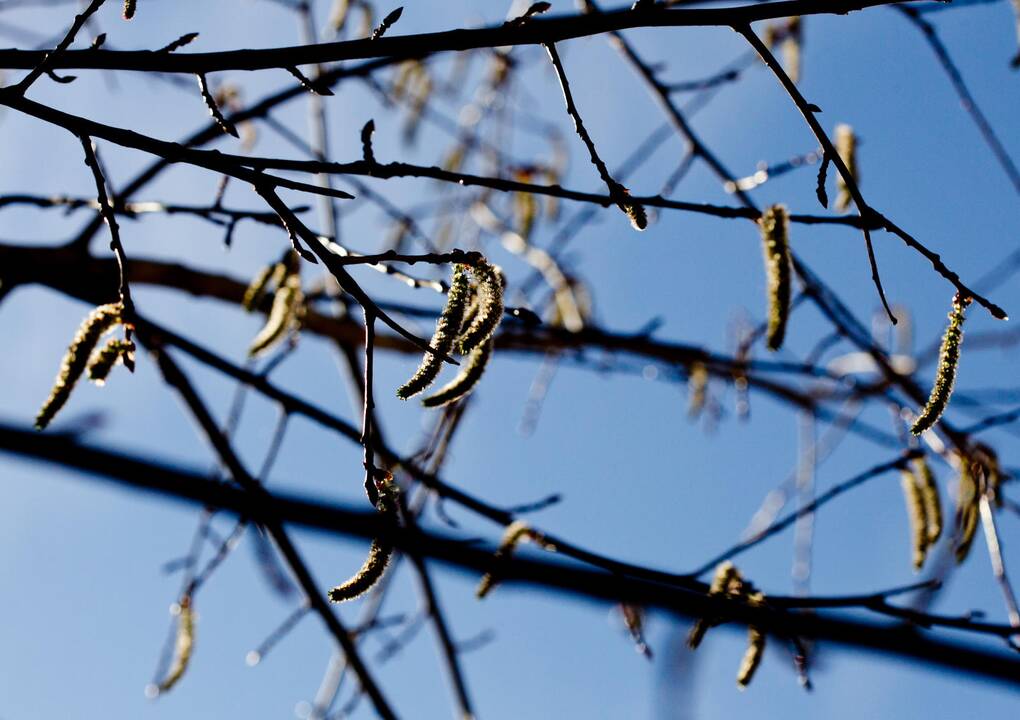 Orų prognozė: pavasario pradžia džiugins malonia šiluma