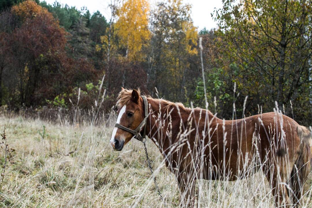 Orai: lietus užklydo neilgam