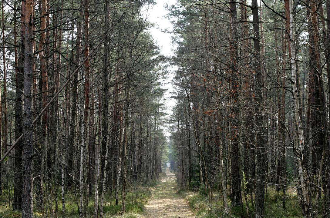 Kodėl nėra skaičių ant riboženklių miškuose?