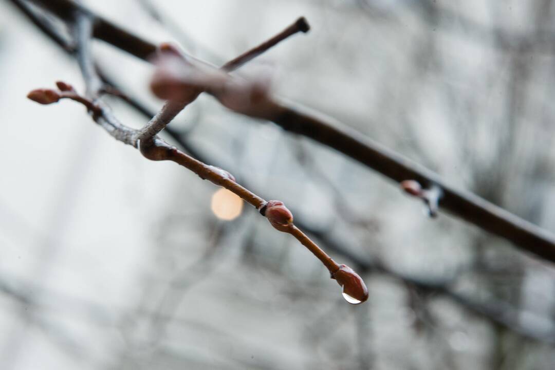 Orų prognozė: iki trečiadienio lietaus neišvengsime