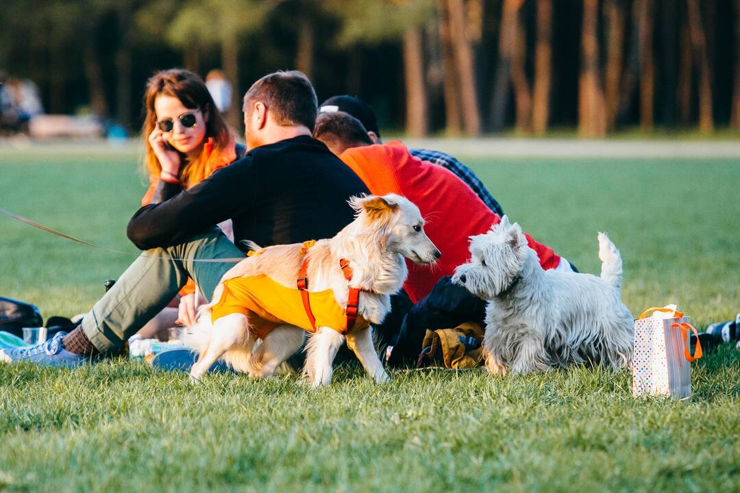 Pasaulinę pasiutligės dieną – nemokami skiepai