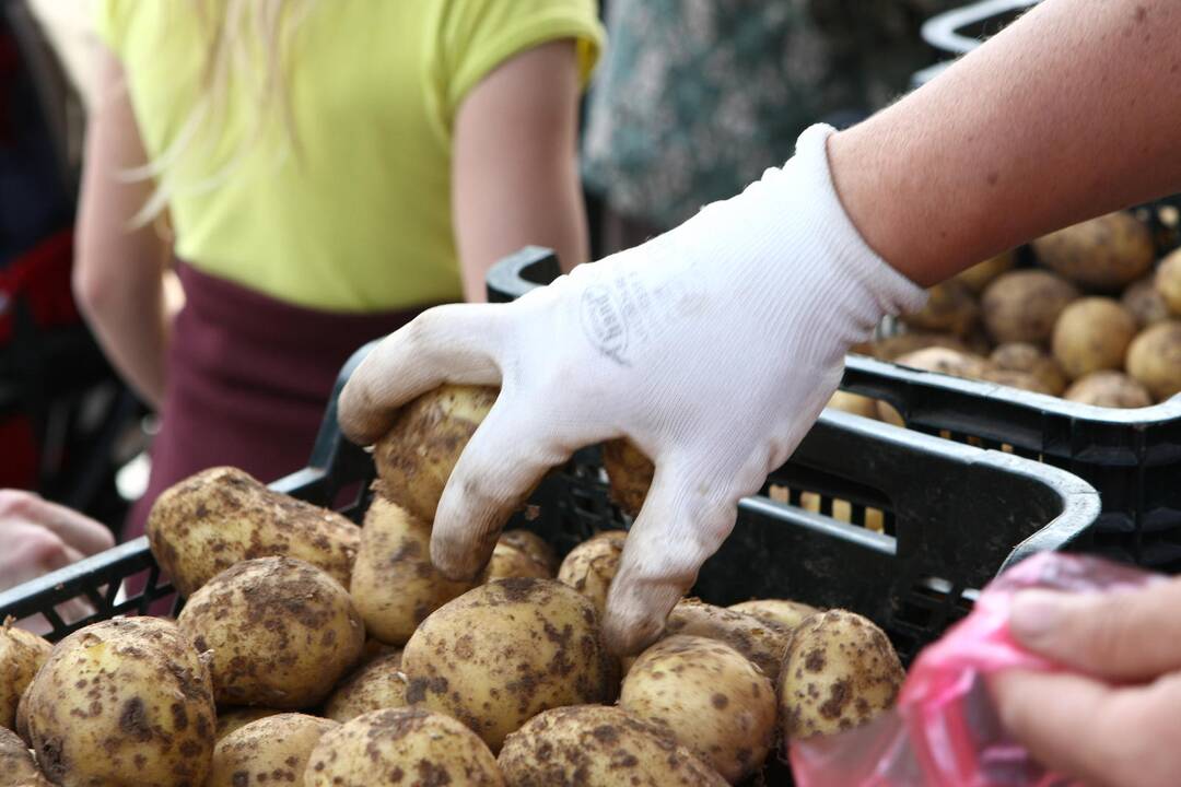 Dėl gausaus lietaus ūkininkai neteks ir bulvių derliaus