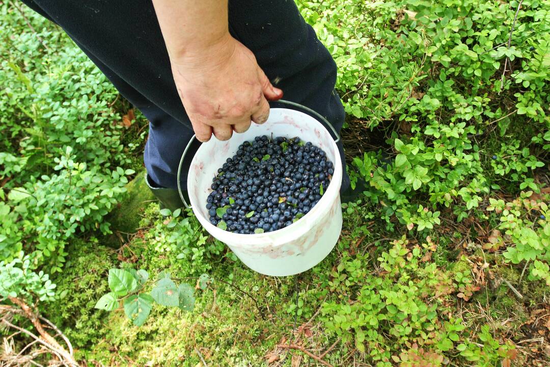 Miškuose liks nenuskintų mėlynių – ir ne tik dėl gausaus derliaus
