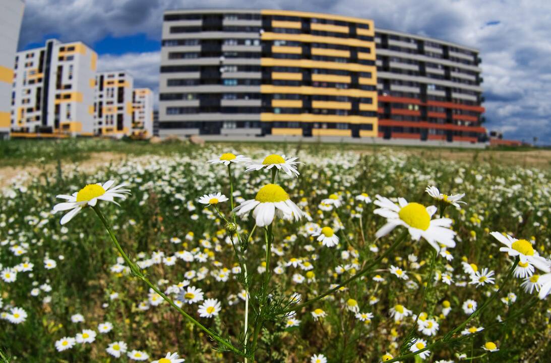 Vilniečiai pasipiktinę: arba neduoda miegoti rytais, arba žolė siekia dangų