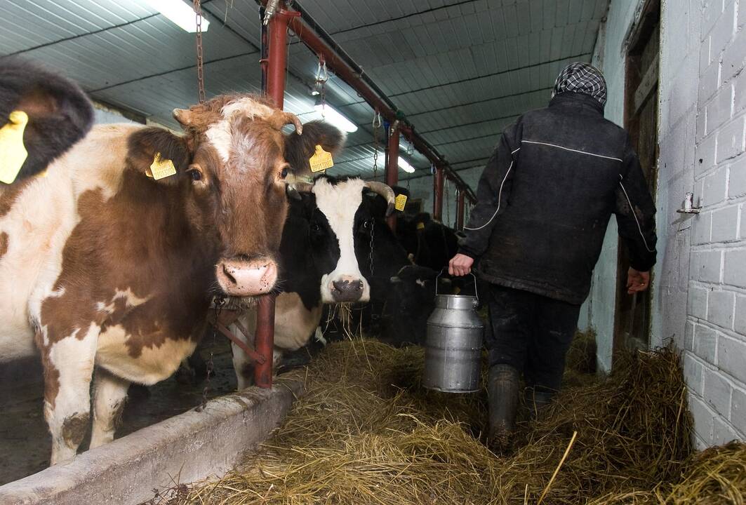 Strategija: iki 2030-ųjų – dvigubai didesni pieno gamybos mastai