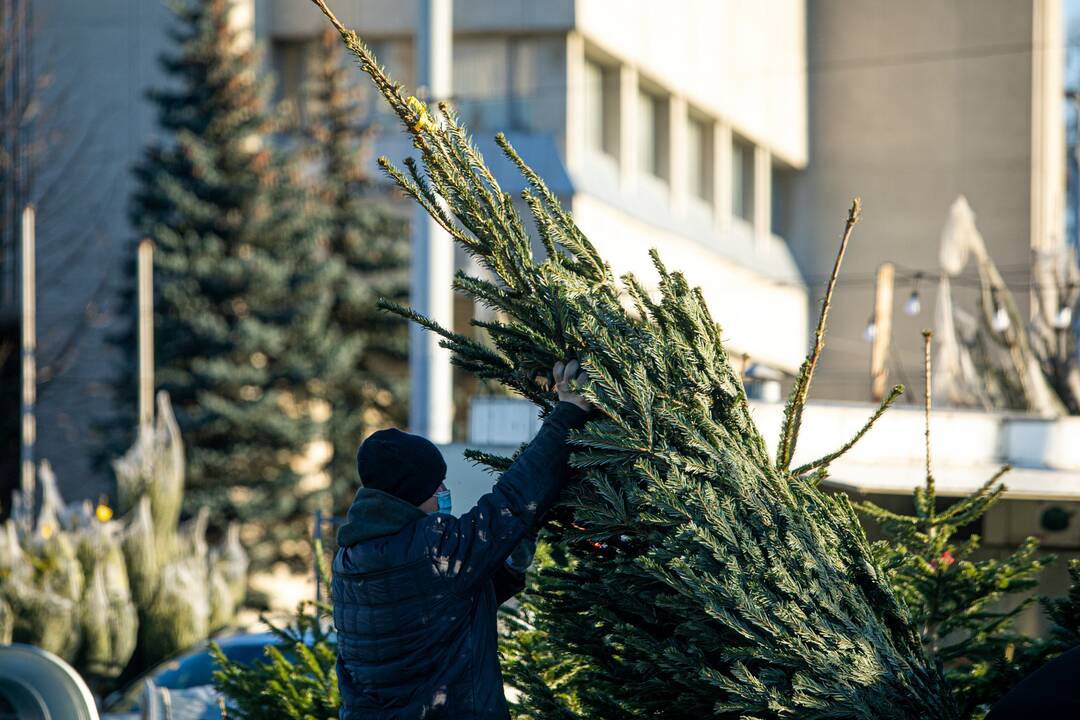 Žmonės jau puošia kalėdines egles: kokios šiemet žaliaskarių kainos?