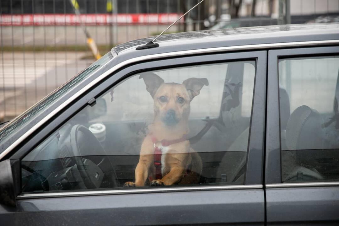 Erzelis: įsibėgėjus dovanų pirkimo karštinei, prekybos centrų automobilių aikštelės tampa it suerzintas bičių avilys.