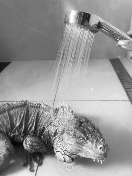 Prieraišumas: kaip ir kiekvienas augintinis, iguana nori dėmesio ir meilės, Tarzano mėgavimąsi Atėnės draugija rodo užmerktos akys – taip jis išreiškia meilę savo šeimininkei.