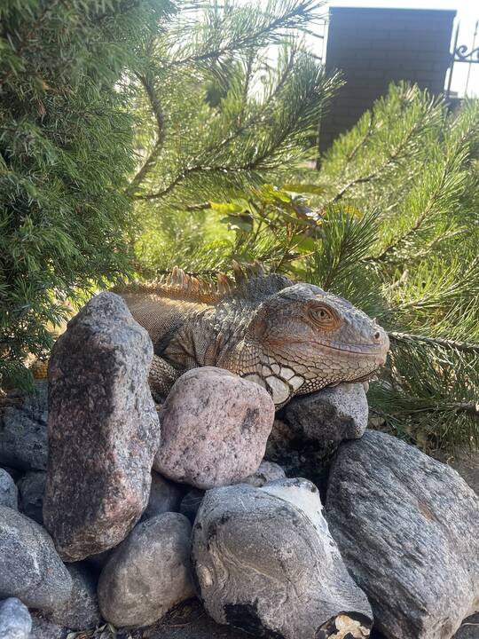 Prieraišumas: kaip ir kiekvienas augintinis, iguana nori dėmesio ir meilės, Tarzano mėgavimąsi Atėnės draugija rodo užmerktos akys – taip jis išreiškia meilę savo šeimininkei.