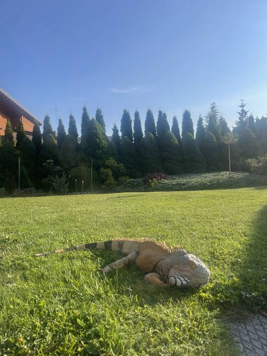 Prieraišumas: kaip ir kiekvienas augintinis, iguana nori dėmesio ir meilės, Tarzano mėgavimąsi Atėnės draugija rodo užmerktos akys – taip jis išreiškia meilę savo šeimininkei.