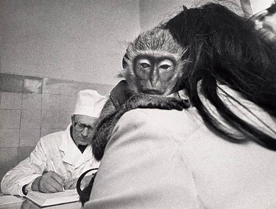 Kauno veterinarijos klinikose, 1989 m.