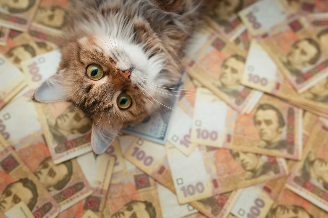 Katėms mokėjo algą