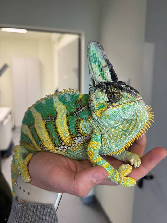 Išskirtiniai: I. Plungytei tenka gydyti net zoologijos sodo gyvūnus. Ant jos rankų – išskirtinė beždžionėlė paprastoji marmozetė.