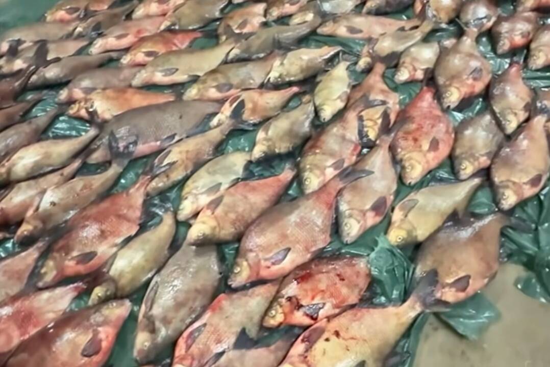 Laimikis: du vyrai draustinyje tinklais sugavo įspūdingą žuvų kiekį – vien karšių suskaičiuota 135.