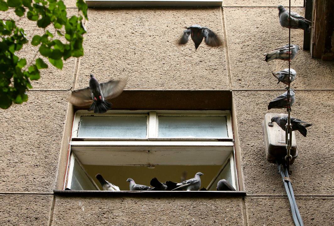 Požiūris: vieniems žiurkės – augintiniai, kitiems – bjaurūs parazitai.