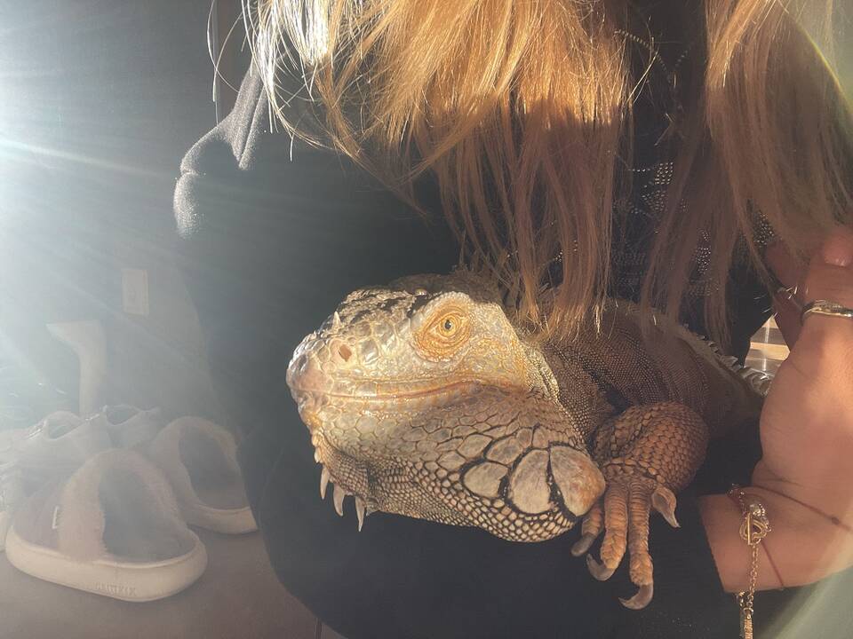 Prieraišumas: kaip ir kiekvienas augintinis, iguana nori dėmesio ir meilės, Tarzano mėgavimąsi Atėnės draugija rodo užmerktos akys – taip jis išreiškia meilę savo šeimininkei.