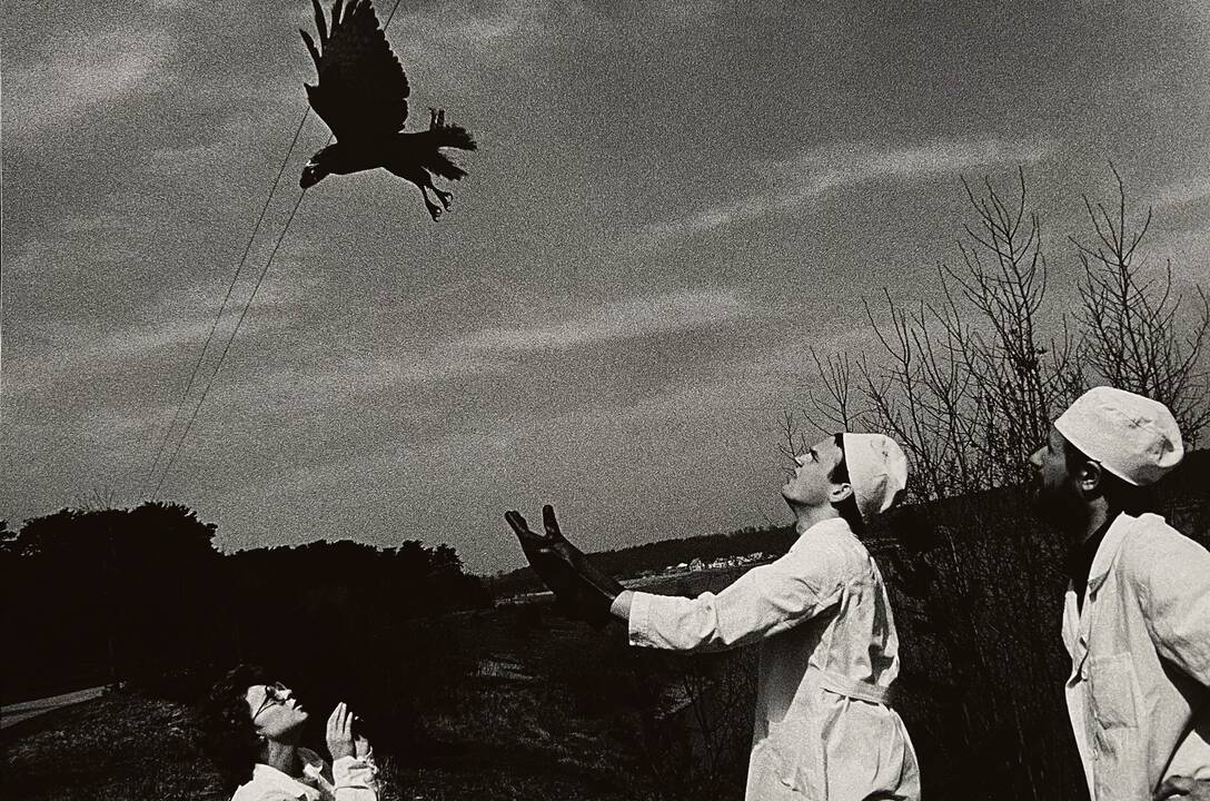 Aleksandras Macijauskas. Kauno veterinarijos klinikose.