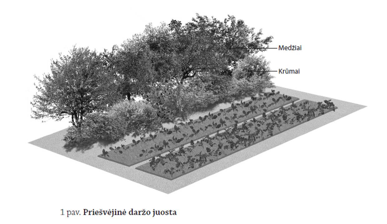 Sąlyga: pomidorams reikalinga erdvė, laisvas oro judėjimas, daug šviesos.