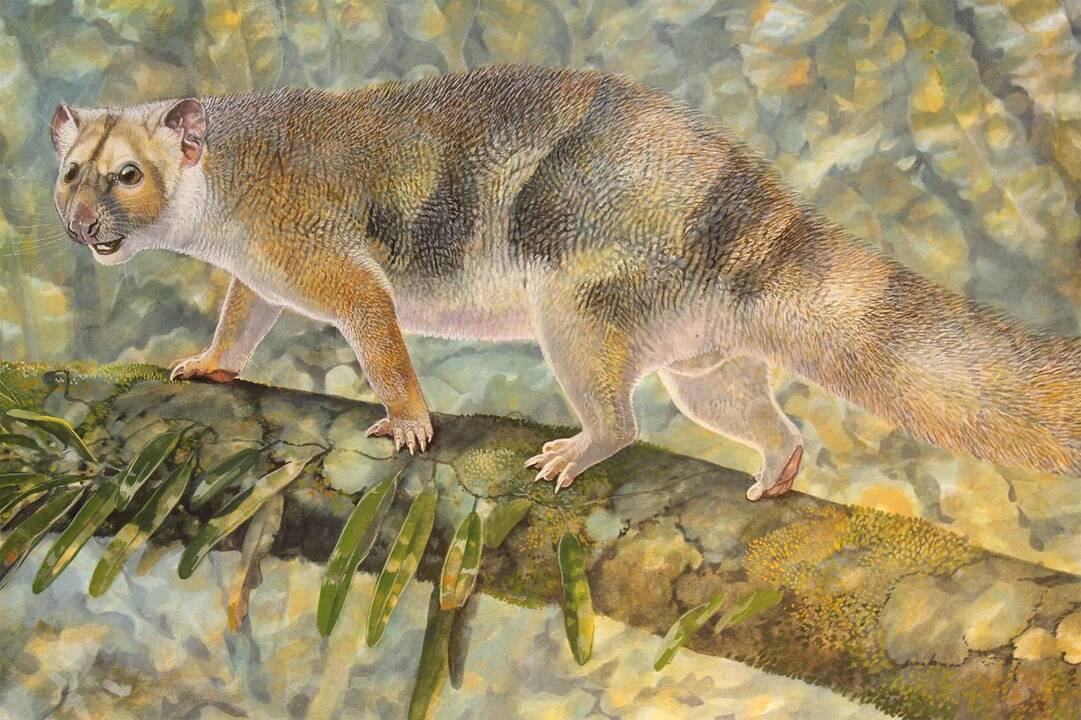 Išnykusiam sterbliniam liūtui – gamtininko D. Attenborough vardas
