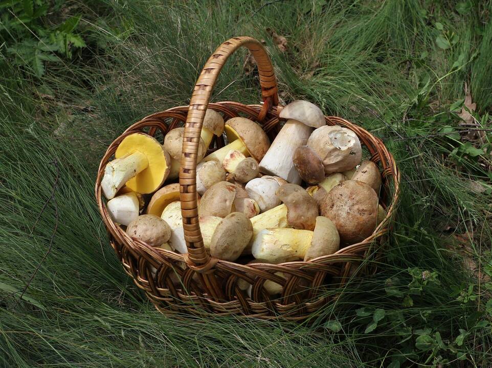 Pranešta apie galimus taisyklių pasikeitimus grybautojams