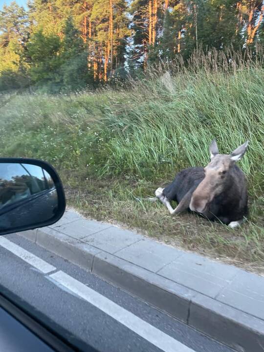 Avarija Vilniuje: automobilis susidūrė su į kelią išbėgusiu briedžiu
