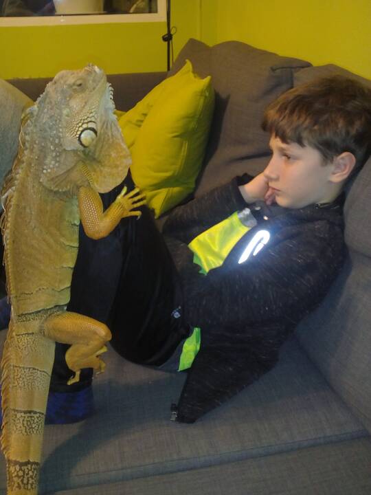Požiūris: I. Doršienė stebina aplinkinius savo neįprastu pasirinkimu auginti namuose reptiliją, tačiau tikina, kad iguanos jai – labai gražios.