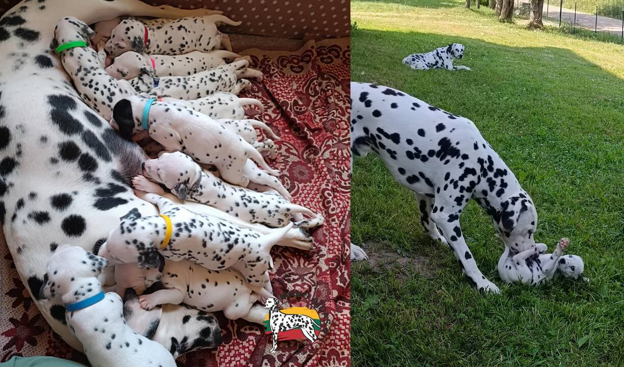 Ypatingi: dalmatinai yra labai smalsūs ir judrūs šunys, jiems reikia veiksmo, naujovių, įspūdžių, nes kitaip net gali susirgti depresija.