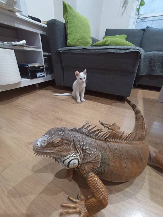 Požiūris: I. Doršienė stebina aplinkinius savo neįprastu pasirinkimu auginti namuose reptiliją, tačiau tikina, kad iguanos jai – labai gražios.