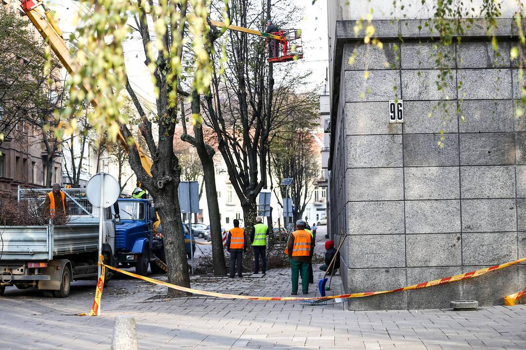 L. Sapiegos gatvėje genėjami medžiai