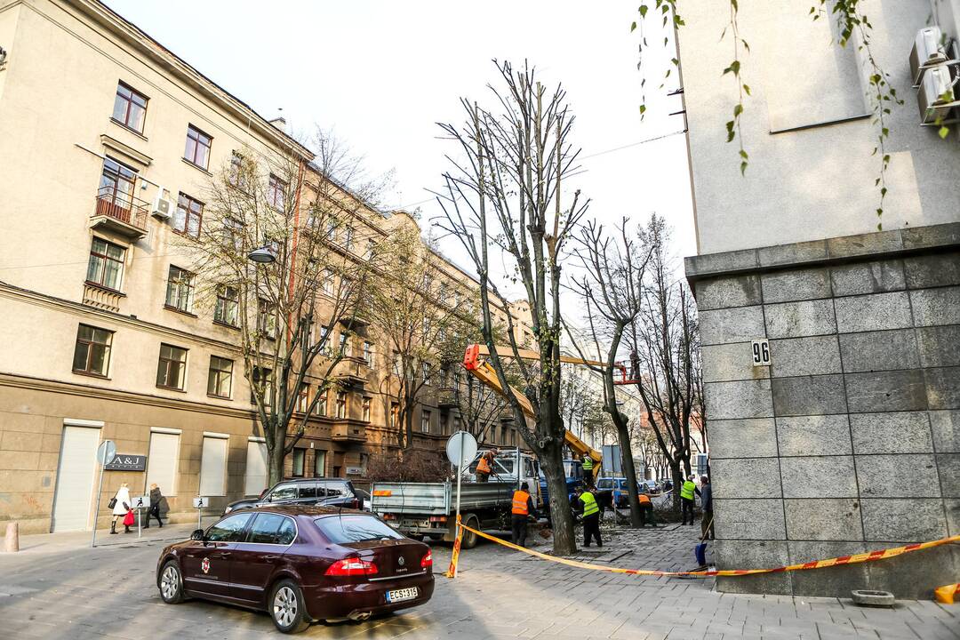 L. Sapiegos gatvėje genėjami medžiai