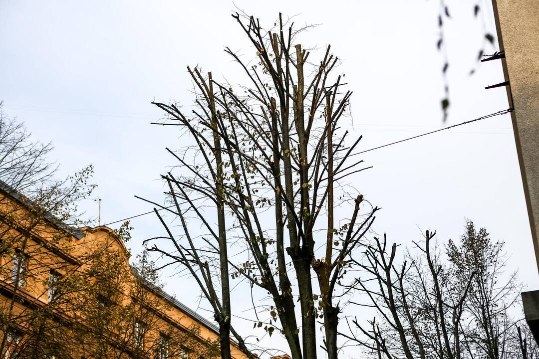 L. Sapiegos gatvėje genėjami medžiai