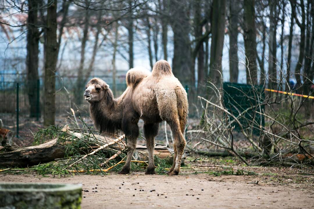 Lietuvos zoologijos sodas turi naują kupranugarį