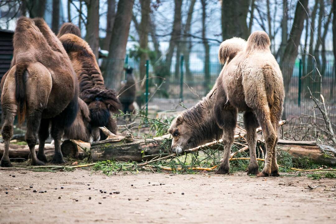 Lietuvos zoologijos sodas turi naują kupranugarį